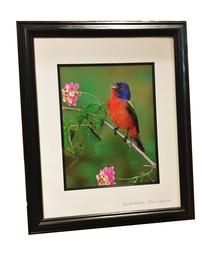 Painted Bunting<br />by Alan Murphy Photography 202//269